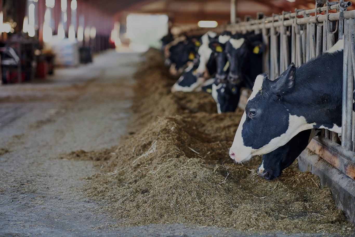 mineralne-vitaminove-smesi_1