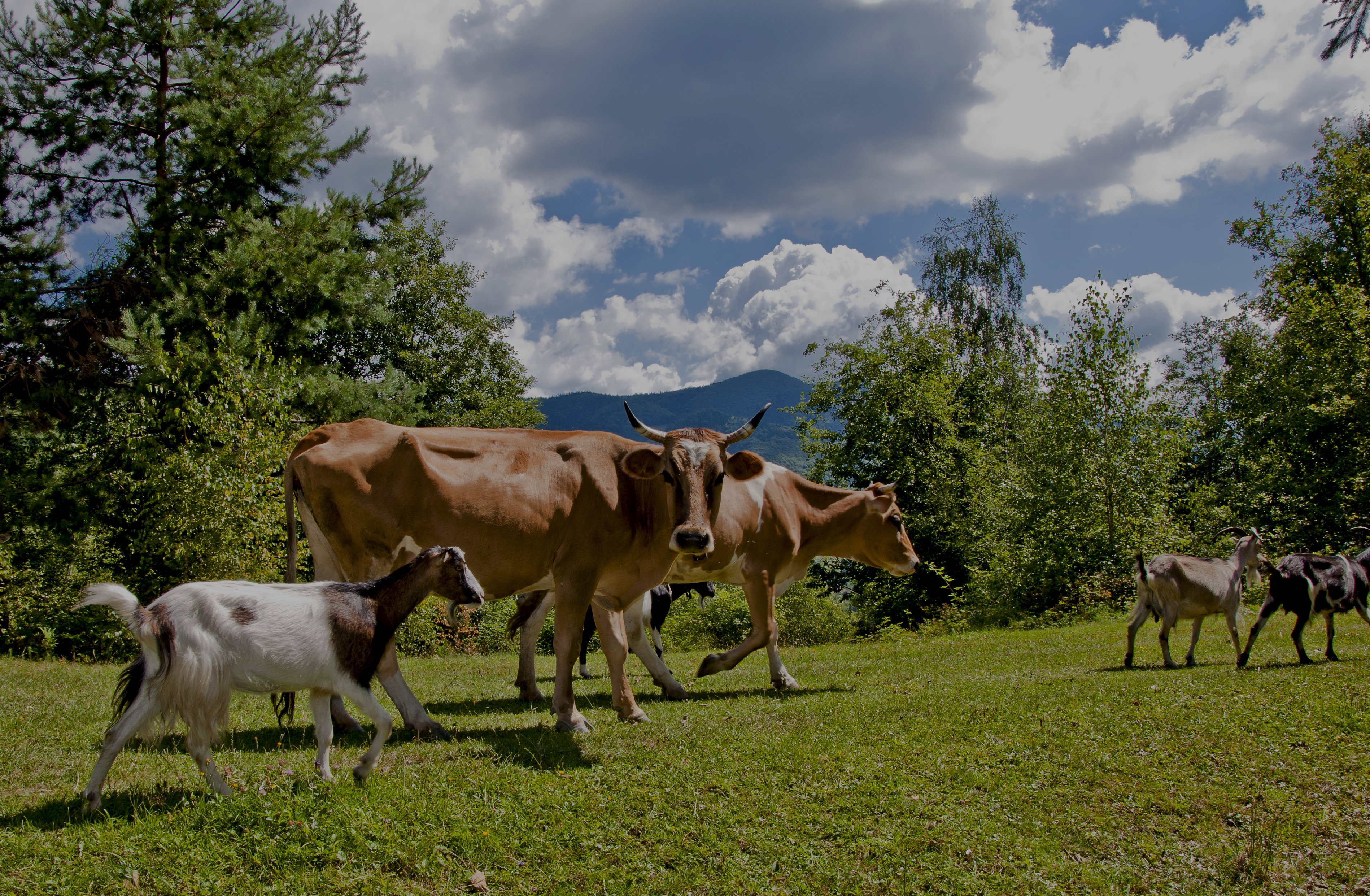 solne-a-mineralni-lizy_1